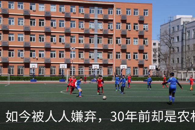 如今被人人嫌弃，30年前却是农村香饽饽，为何如今仍然大量养殖